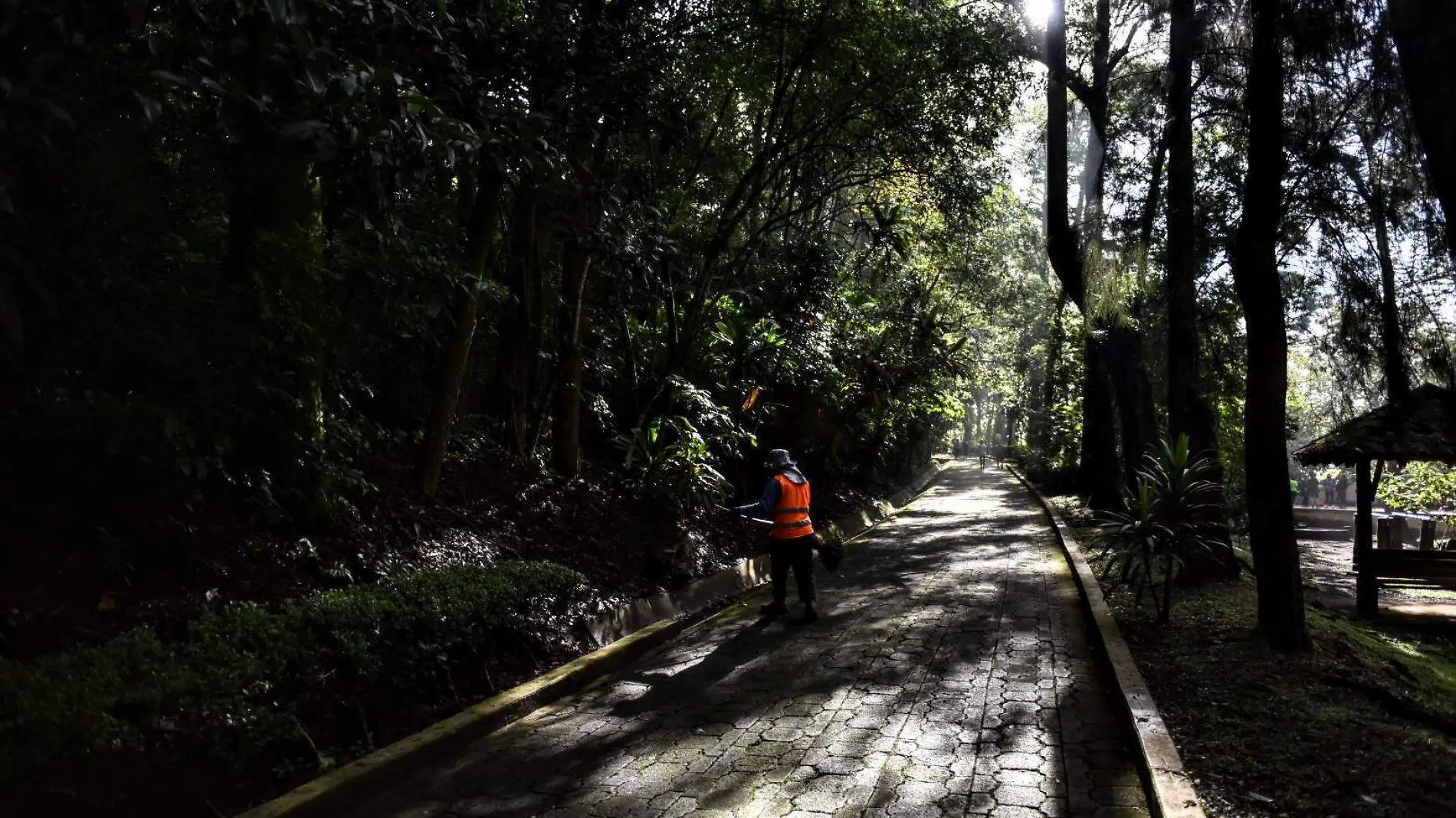 ¡El pulmón de Xalapa! La historia del Parque ecológico de Macuiltépetl